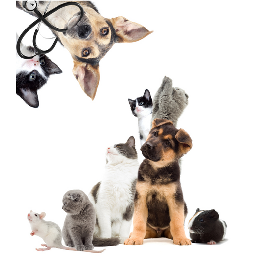 Mites and Pets: How to Keep Your Furry Friends Safe