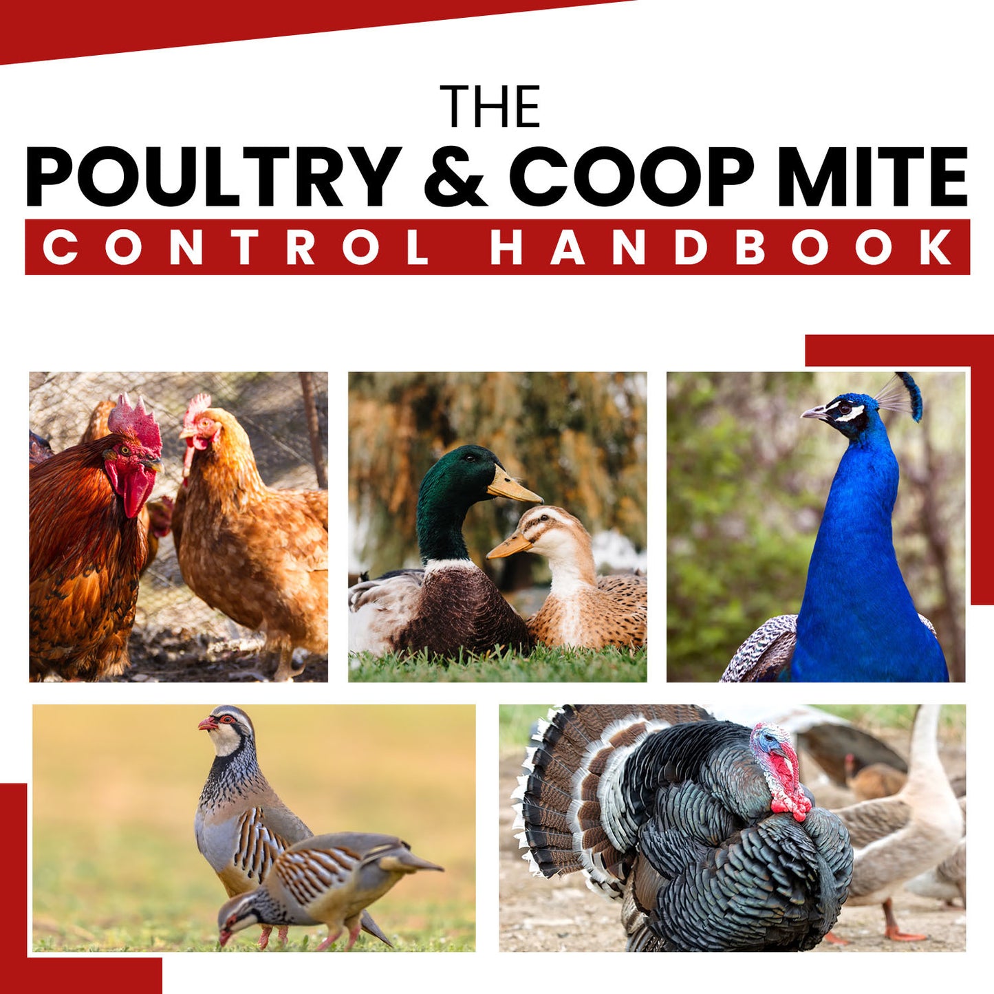 Free Poultry Mite eBook