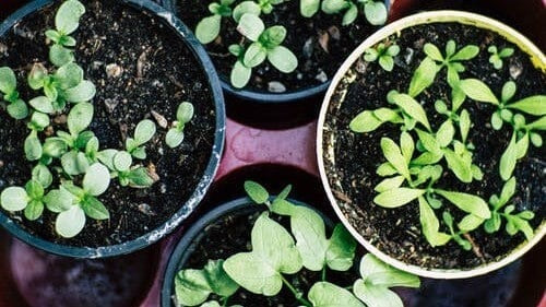 Heart Healthy Herbs