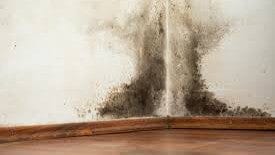 Black Mold and Your Health