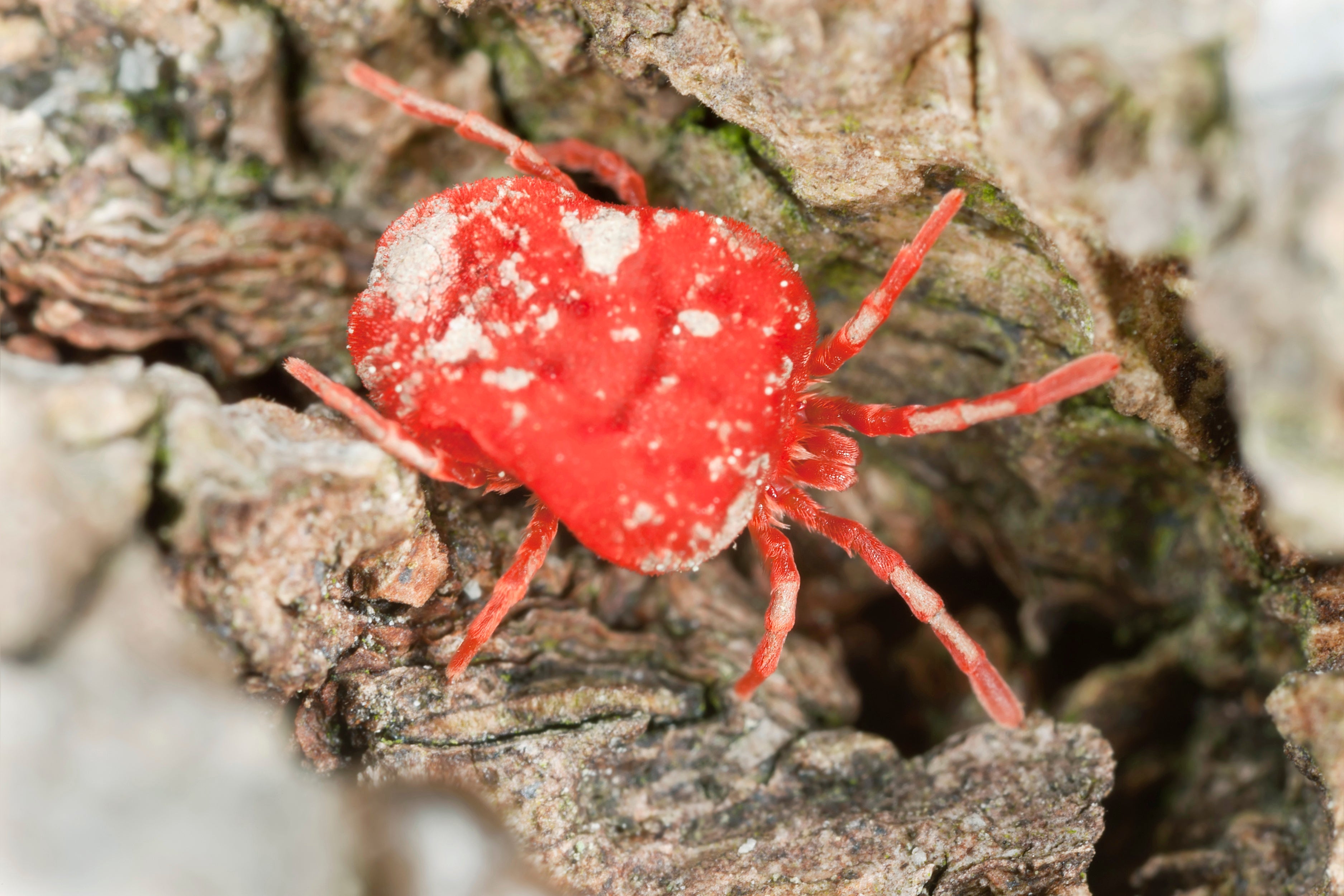 Rodney Mite Reconociendo los signos de infestaciones de ácaros: 5 cosas a tener en ...