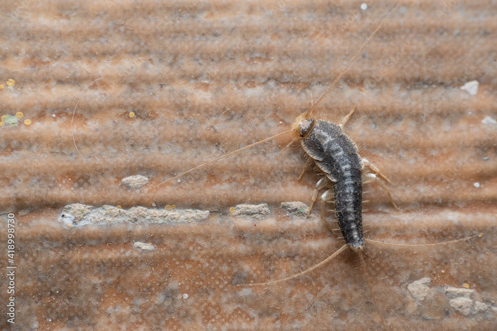 Polvo para control de insectos rastreros | 100% Tierra de Diatomeas | Aplicador incluido - 2 libras